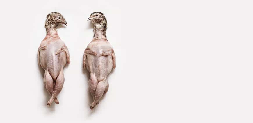 RP219-Fergus_Henderson-NosetoTail2-slider