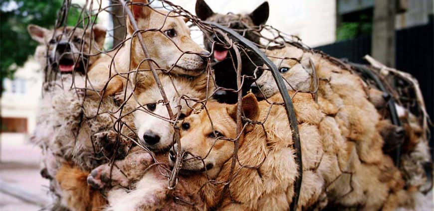 china-hunde-katzen-02-slider