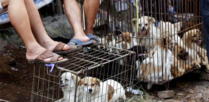 china-hunde-katzen-04-slider