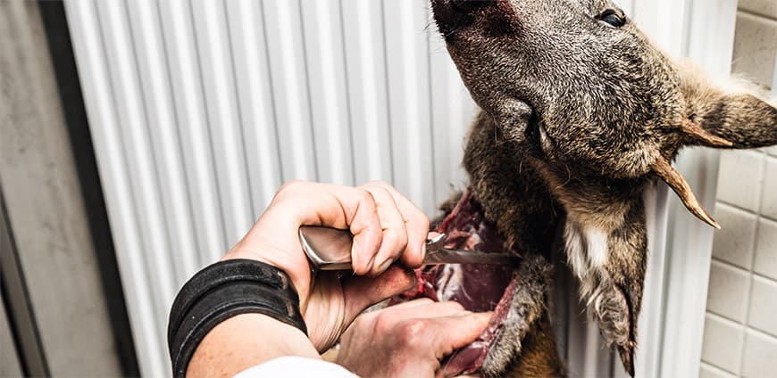 reh-zerlegen-01-slider