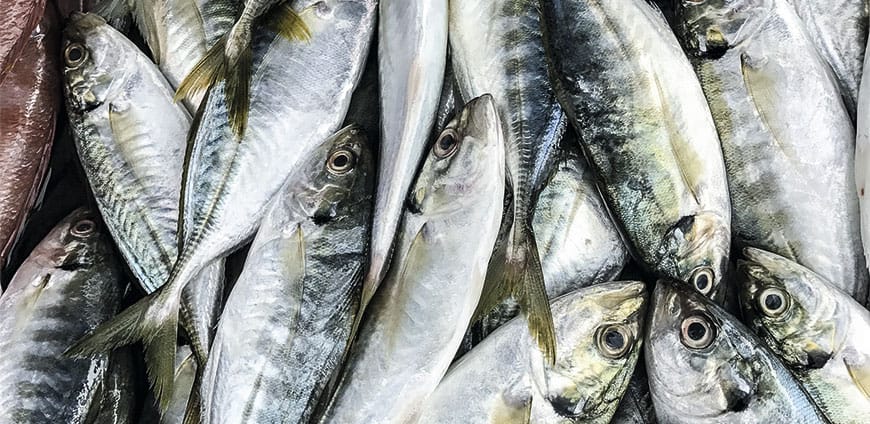 rp201-fisch-10-slider