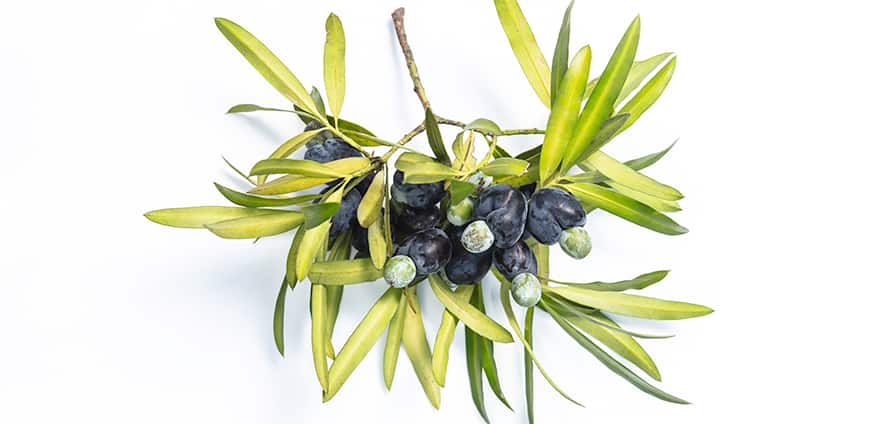 rp210-bonetto-06-slider