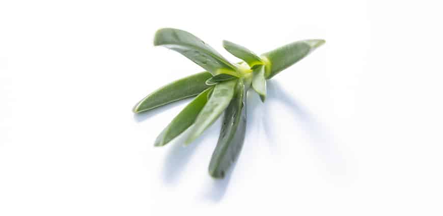 rp210-bonetto-07-slider