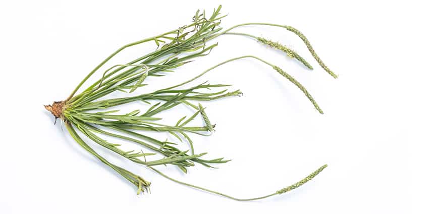 rp210-bonetto-11-slider