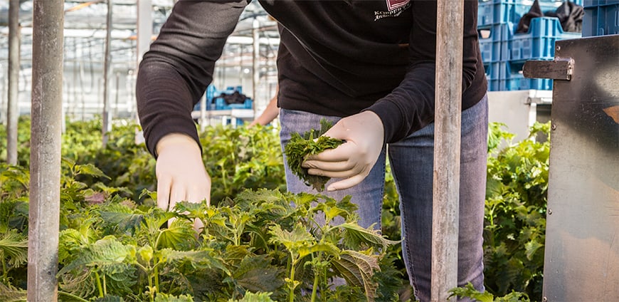 rp211-kress-06-slider