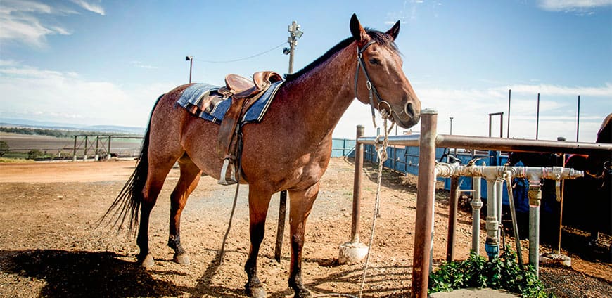 rp214-feedinglots-slider6