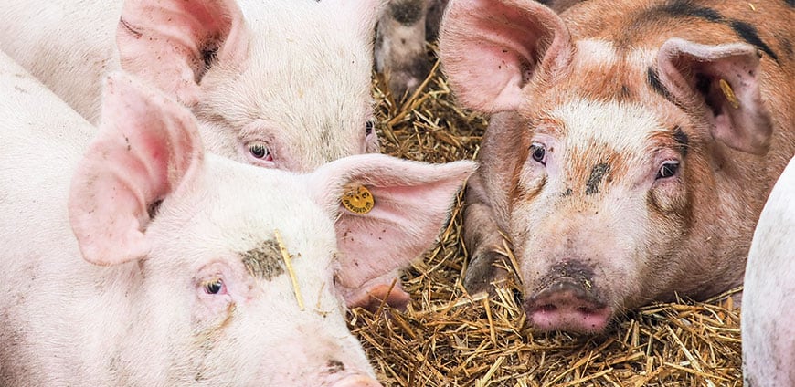 rp214-pr-wiesbauer-slider3