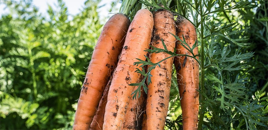 rp215-prkroeswang-slider-2