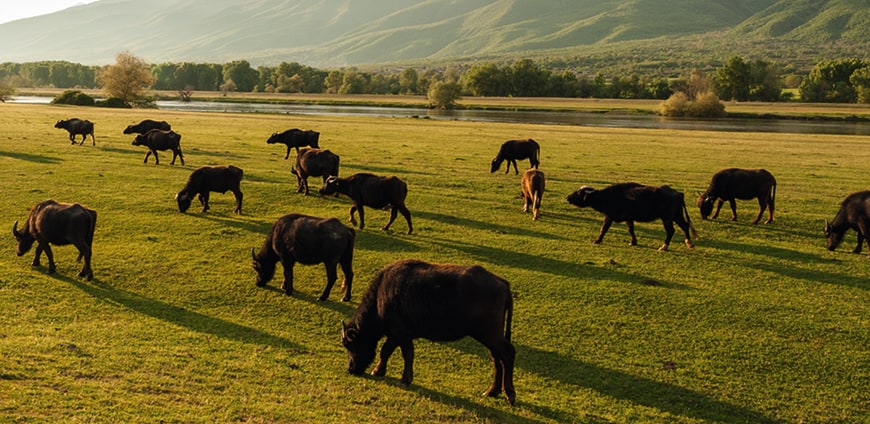 rp227_bueffel_bill_slider3