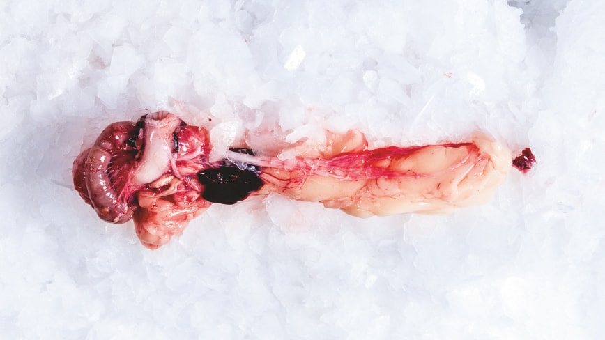 slider2_fischinnereien