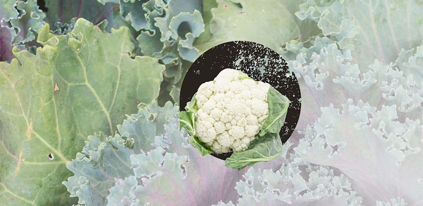 wintergemuese-02-slider