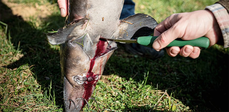 RP237-kaviar-slider4