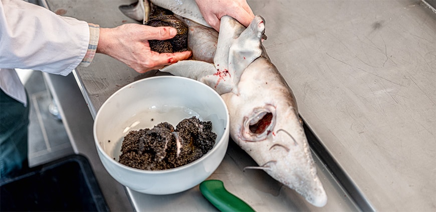 RP237-kaviar-slider5