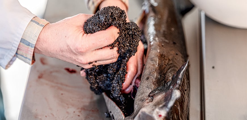 RP237-kaviar-slider6