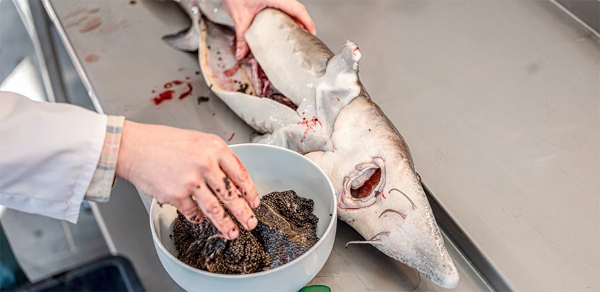 RP237-kaviar-slider7