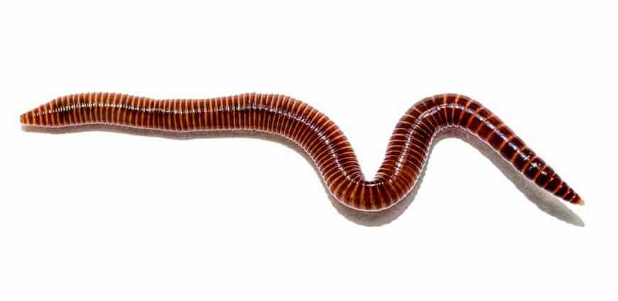 rp239_wuermer_slider2