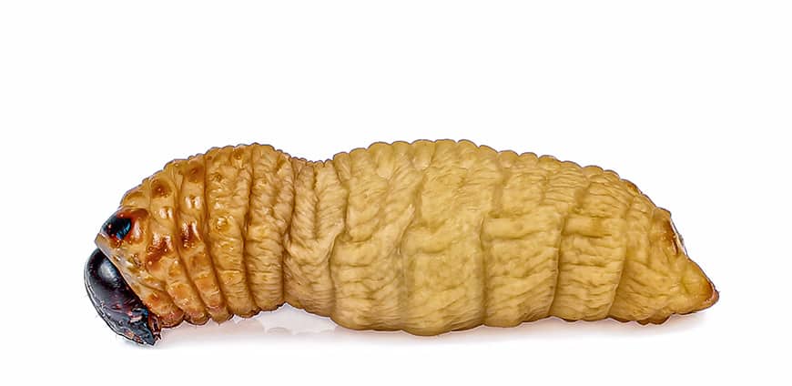 rp239_wuermer_slider4