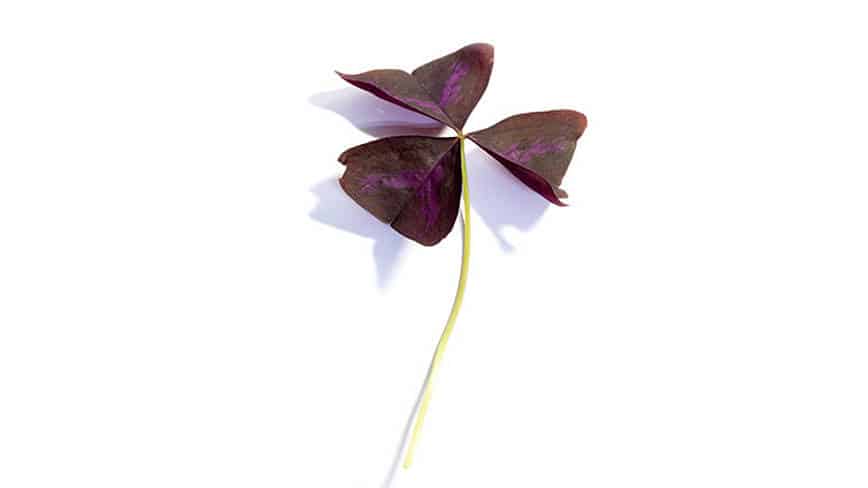 csm_rp235-MD-slider2_6d7451de51