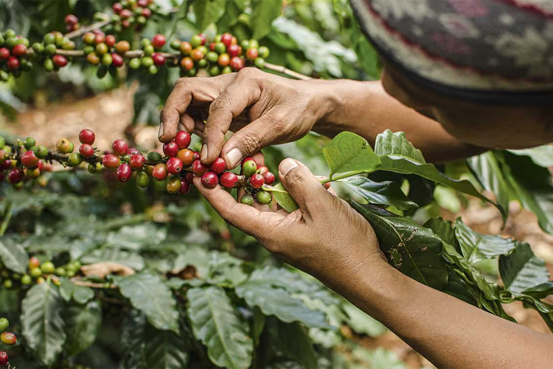 RP244-pip-afro-coffee-3