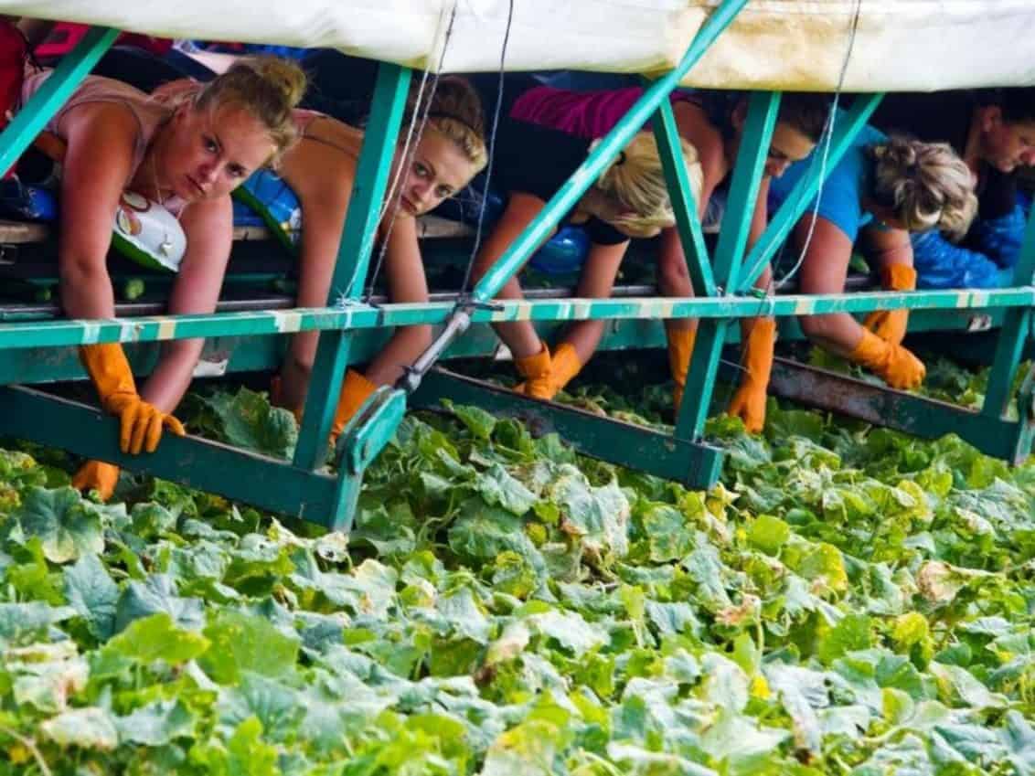 EU-Parlament-staerkt-Rechte-von-Saisonarbeitern_reference_4_3-1132x849