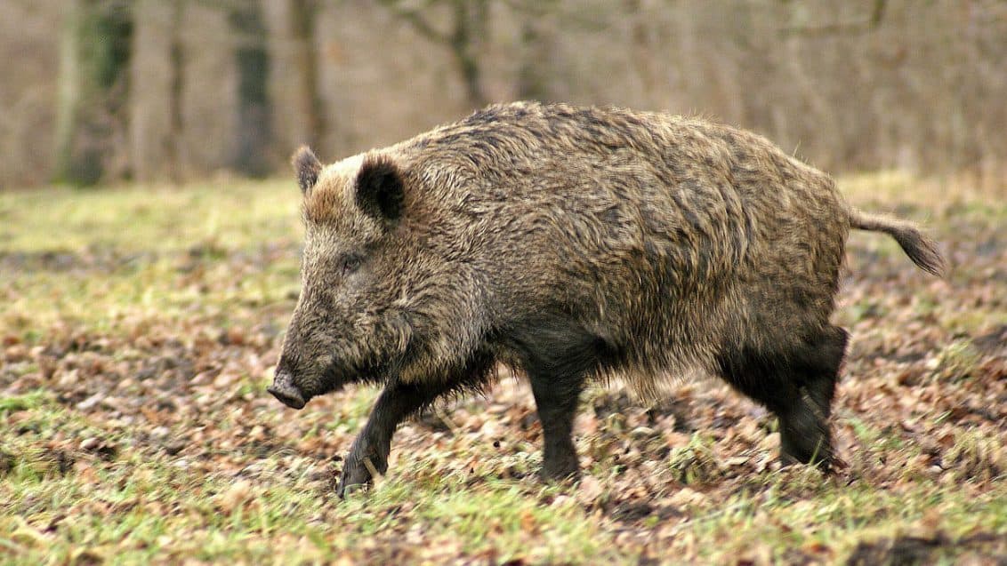 wildschwein-1132x637