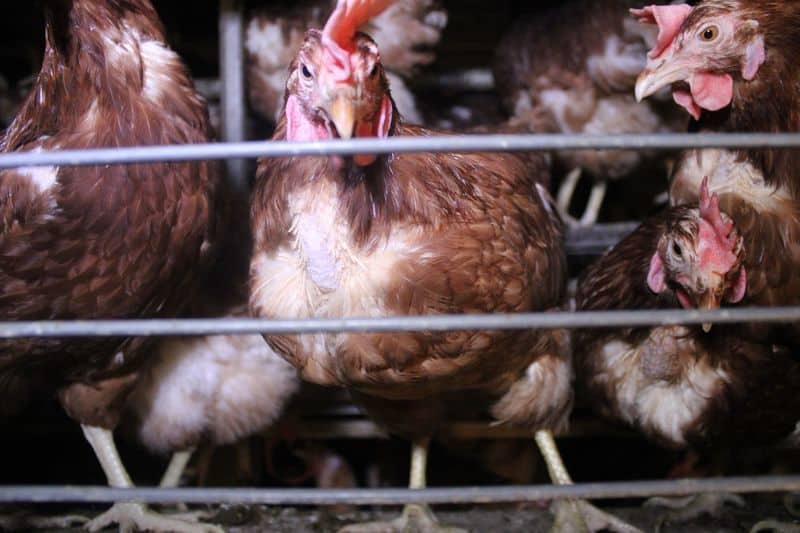 geflügel-hendl-huhn