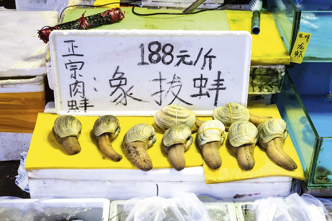 rp257-spst-Penismuschel-4