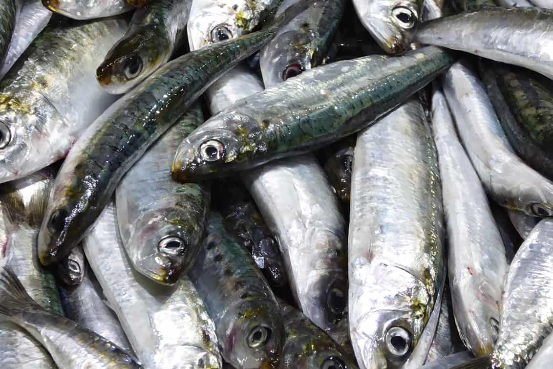 rp-262-fb-sardinen-8