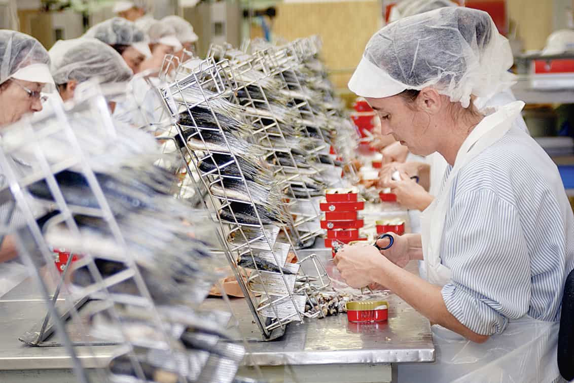 rp-262-fb-sardinen-9