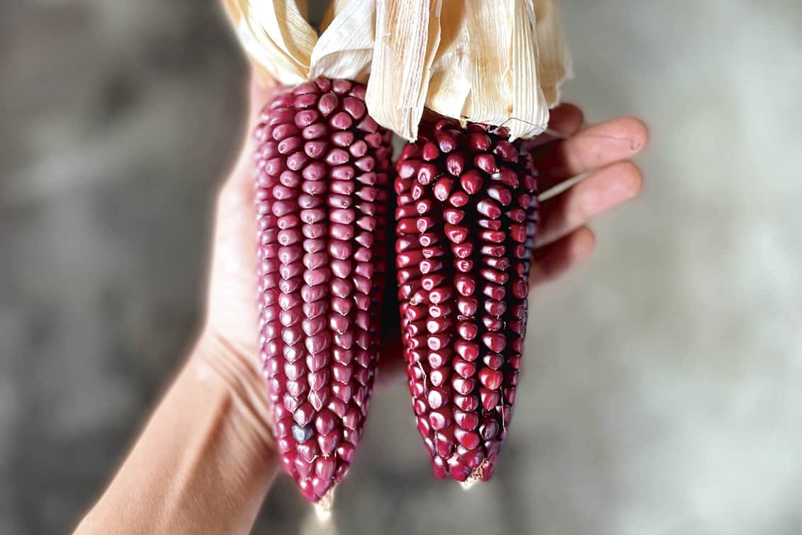 rp268-spst-50next-16