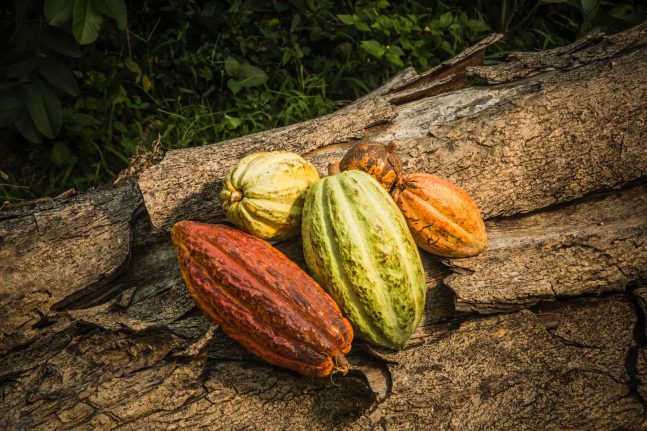 220802_Valrhona-2-e1668004249843