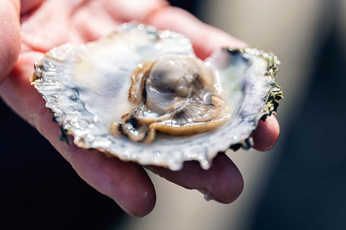 rp278-fr-norwegian-seafood-10