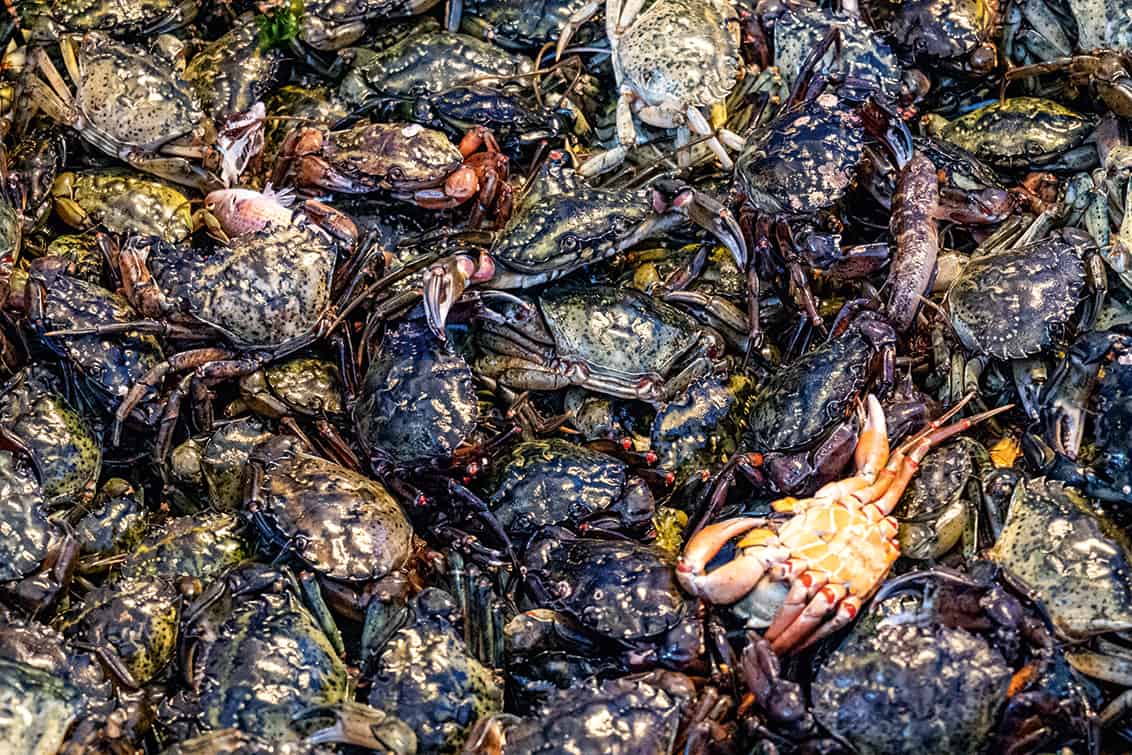 rp278-fr-norwegian-seafood-6