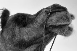 rp280-fb-myriam-ettahri-8-260x173