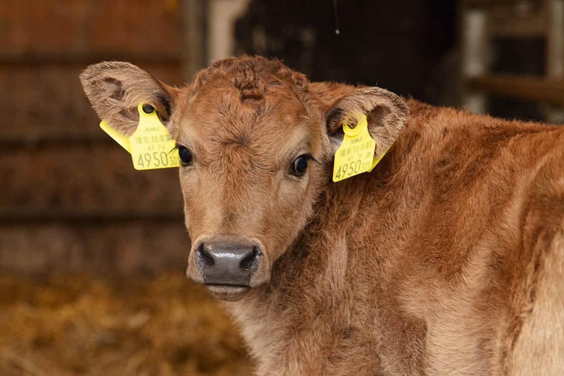 rp286-fb-chianinahof-4