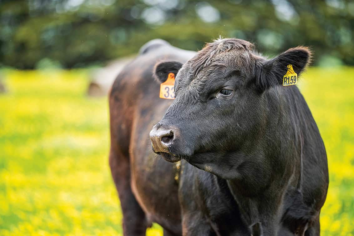 rp286-fb-chianinahof-6