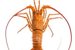 rp288-fb-luxusprodukte-1-260x173