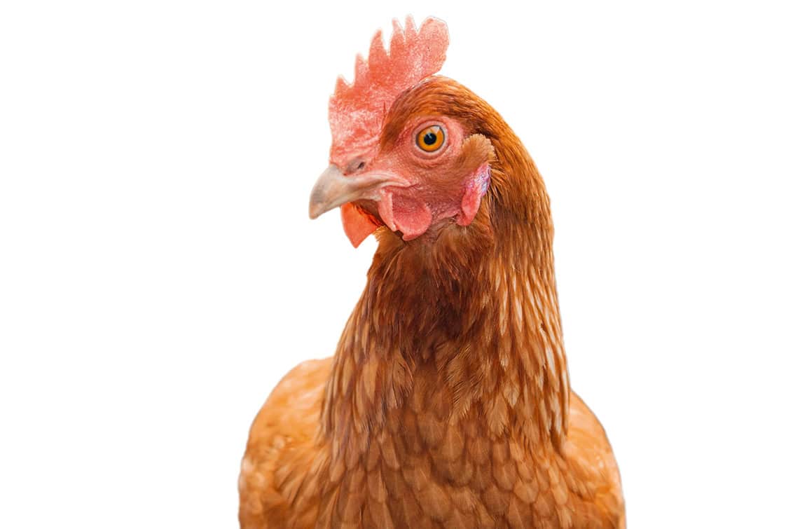 rp292-fb-glaubensfrage-13