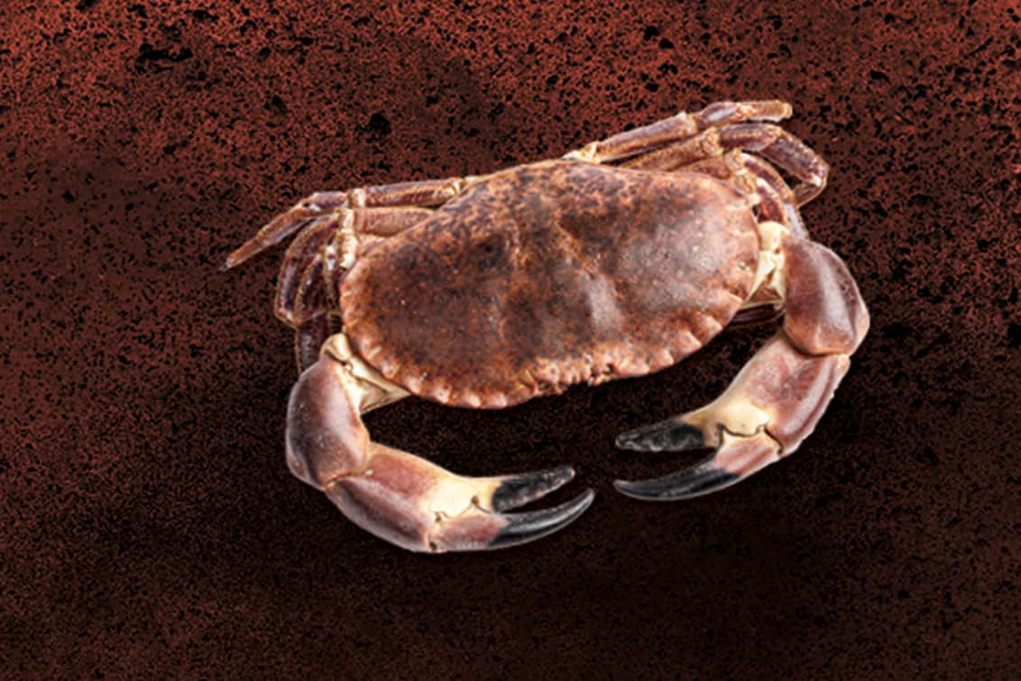 RP243-fb-crabs-2