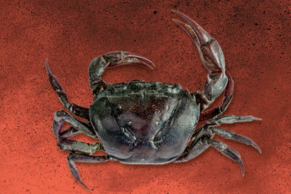 RP243-fb-crabs-7