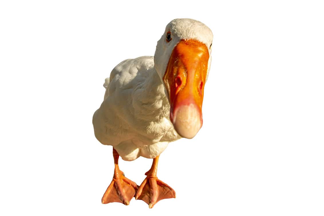 rp292-fb-glaubensfrage-05